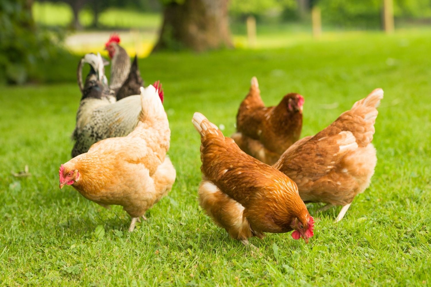 chickens free ranging (1)