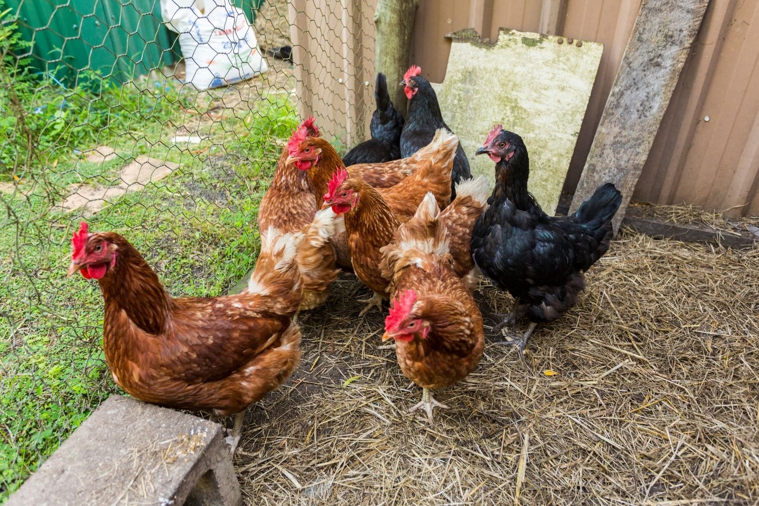 chickens
