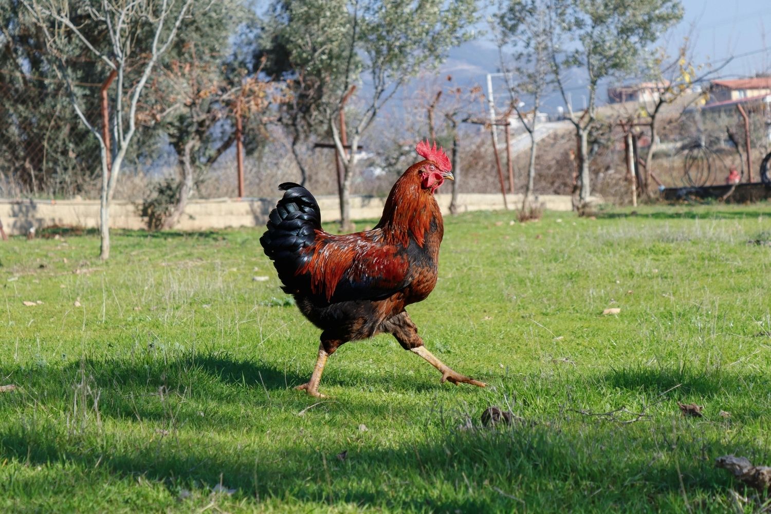 rooster