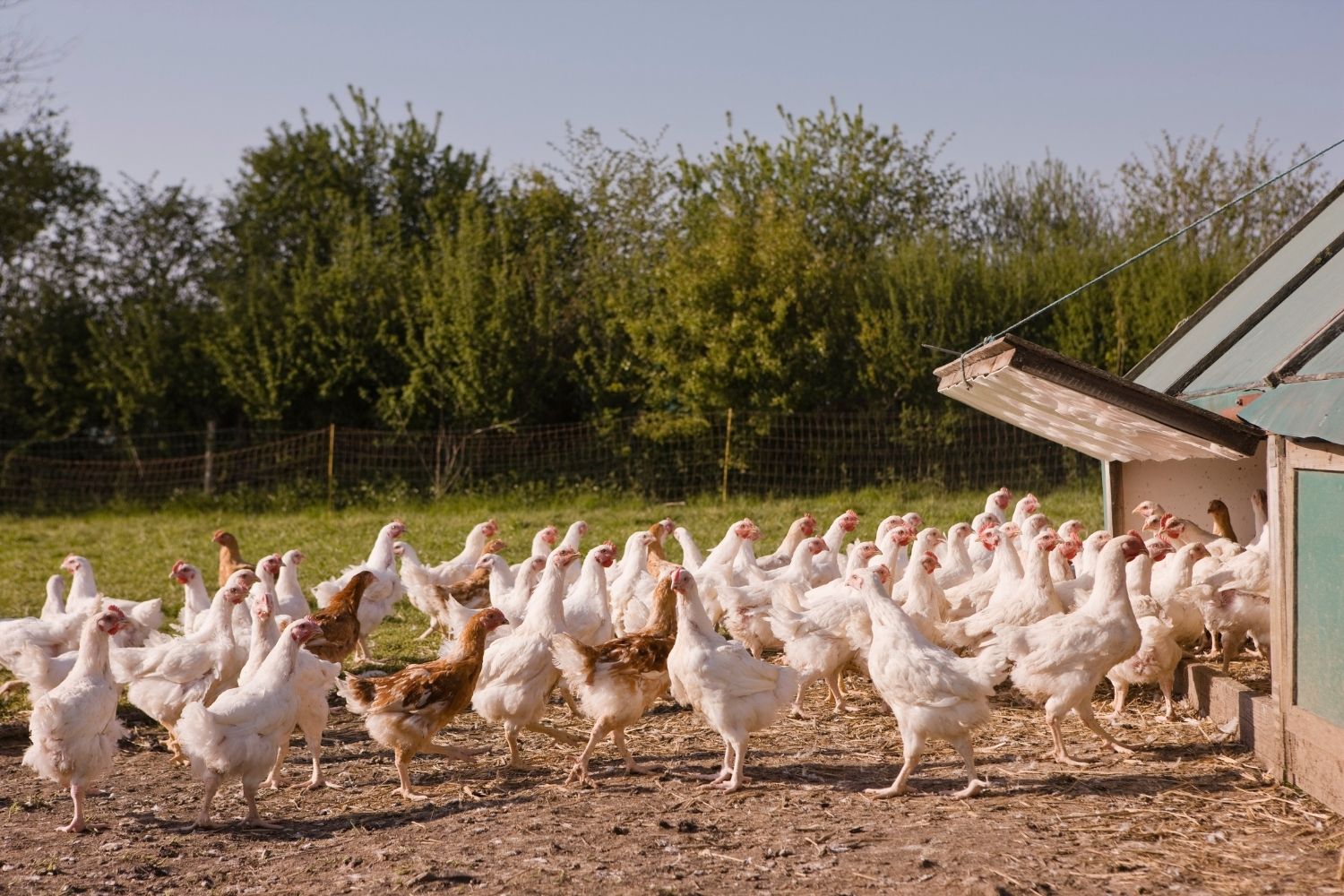 white chickens
